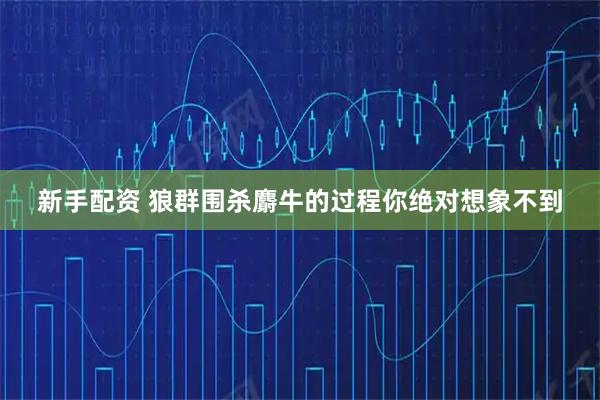 新手配资 狼群围杀麝牛的过程你绝对想象不到