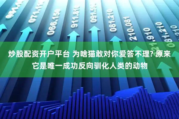 炒股配资开户平台 为啥猫敢对你爱答不理? 原来它是唯一成功反向驯化人类的动物