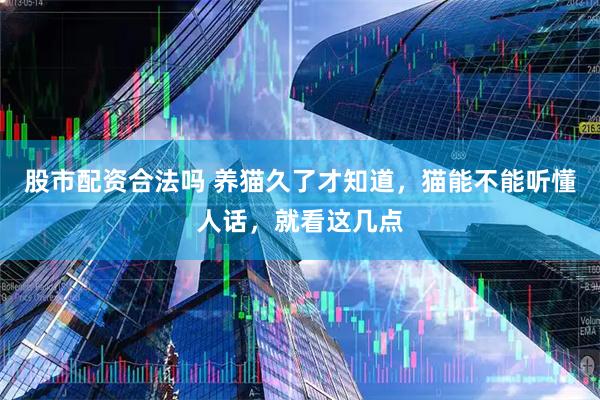 股市配资合法吗 养猫久了才知道，猫能不能听懂人话，就看这几点